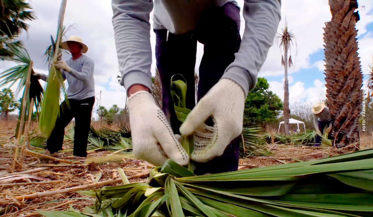 Associação Caatinga lança projeto para fortalecer comunidades carnaubeiras no entorno do Parque Estadual das Carnaúbas, em Granja (CE)
