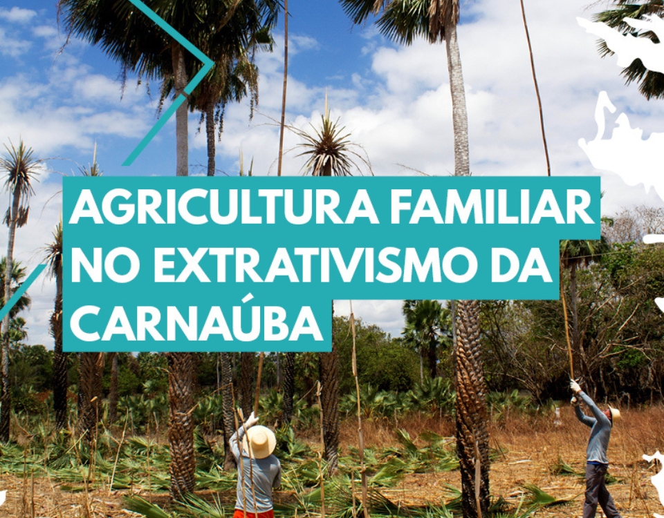Associação Caatinga lança cartilha digital sobre o extrativismo da carnaúba para pequenos agricultores. 