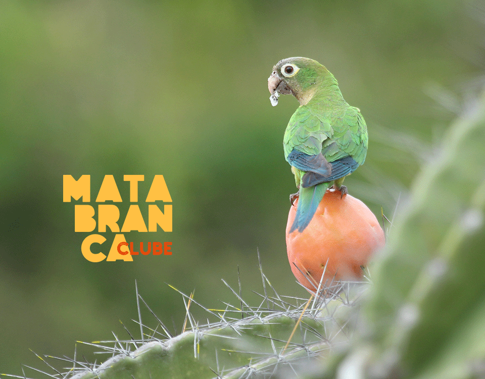 Você já conhece o CLUBE MATA BRANCA?