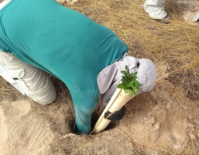 Associação Caatinga promove curso de restauração ecológica do semiárido