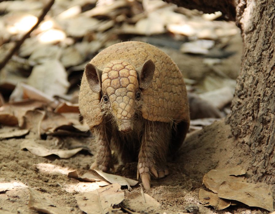 tatubola-pan-associacao-caatinga