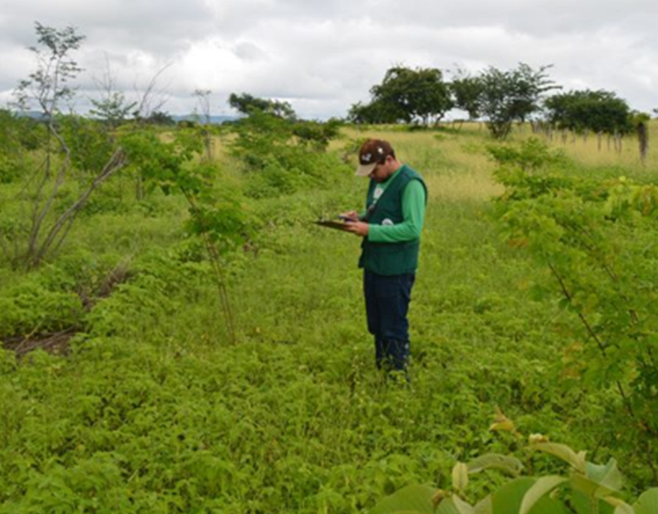 Colaborador da AC escreve artigo científico sobre o uso de espécies nativas da Caatinga