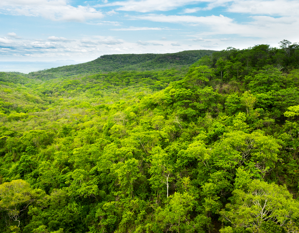 M. Dias Branco adota 800 hectares da Reserva Natural Serra das Almas