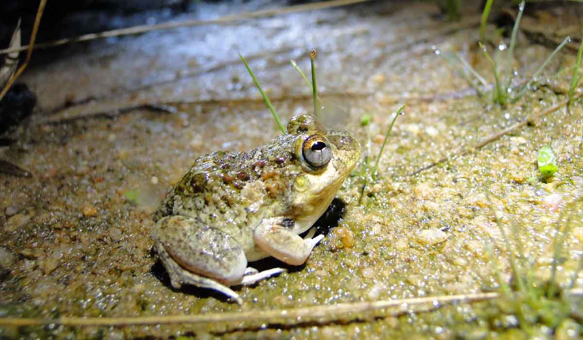 Fauna e flora da Caatinga