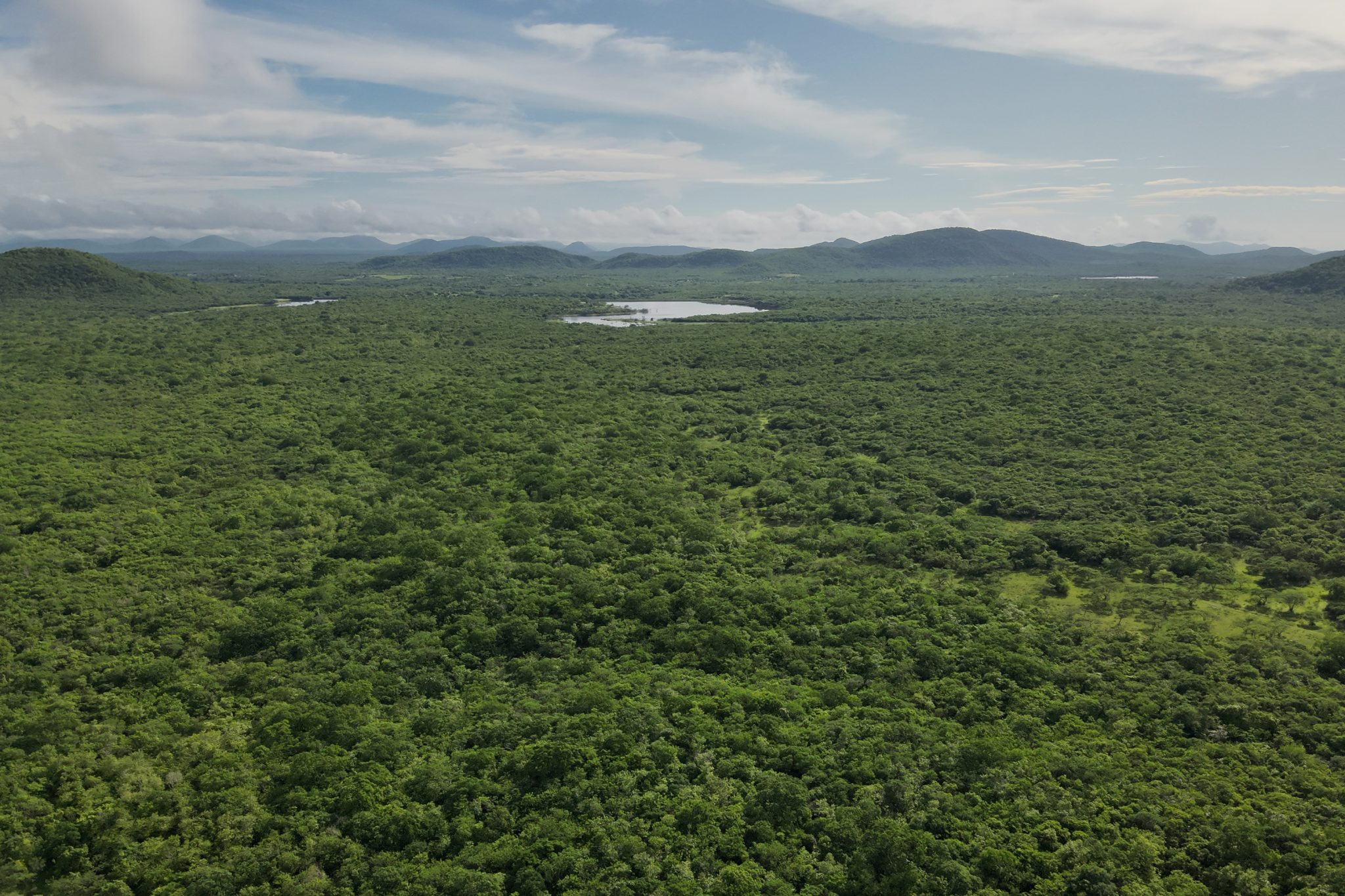 Caatinga: a floresta que brota do sertão