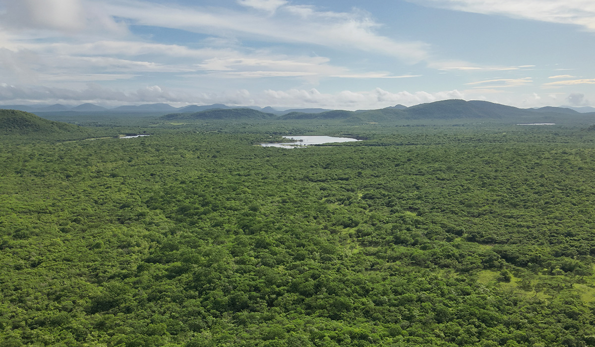 Caatinga: a floresta que brota do sertão – celebrando o Dia Internacional das Florestas e o Dia Mundial da Água