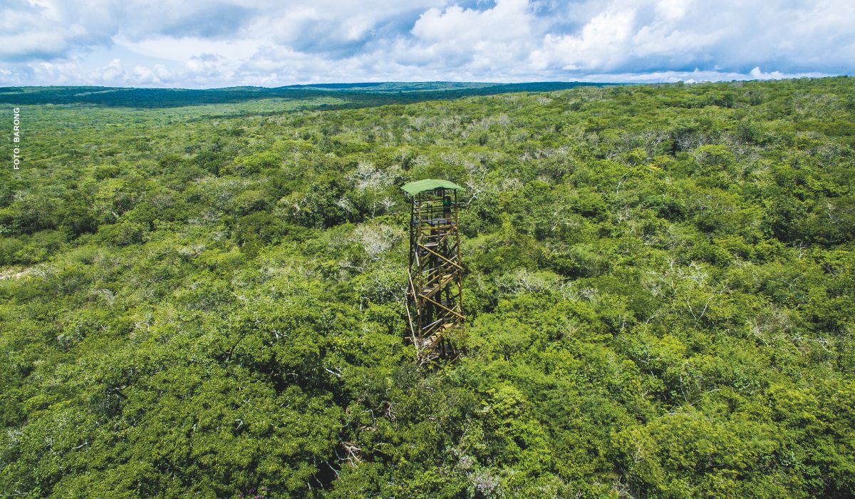 Caatinga e carbono: por que o bioma lidera o sequestro de carbono no Brasil