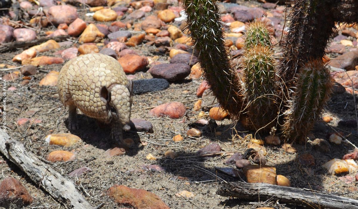 Tatu-bola, que inspirou o mascote da Copa de 2014, segue ameaçado de extinção