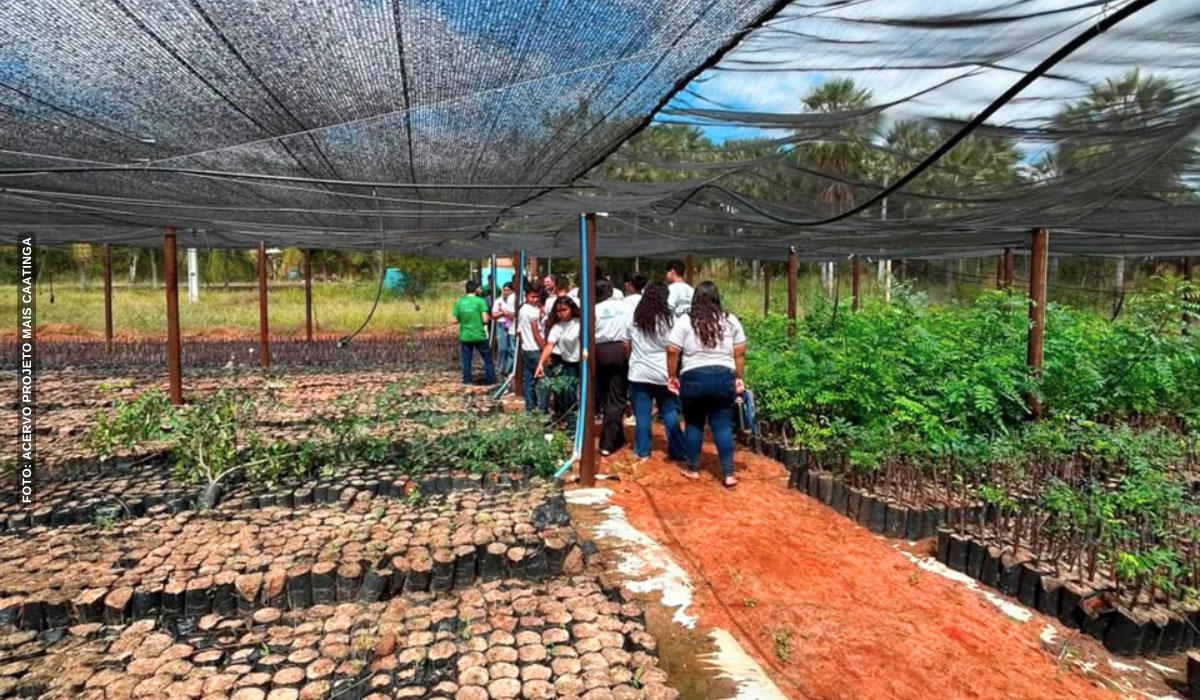 Projeto Mais Caatinga realiza curso sobre sementes e produção de mudas em Mossoró (RN)