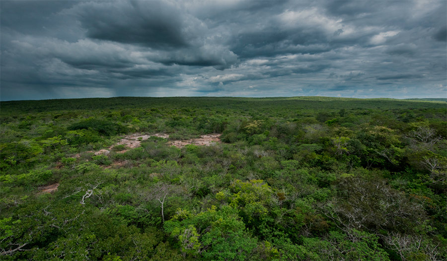 Como as mudanças climáticas afetam a Caatinga?