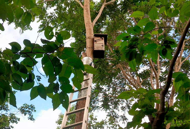 nascimento-cara-suja-serra-das-almas-associacao-caatinga-(1) nascimento-cara-suja-serra-das-almas-associacao-caatinga-(1)