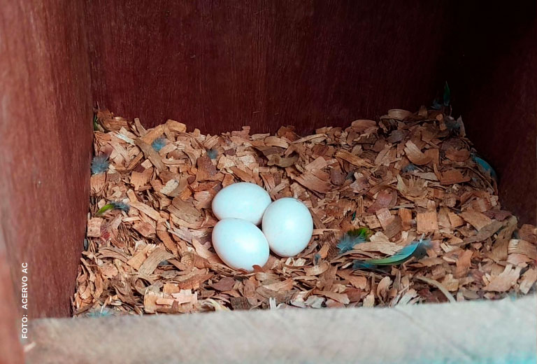 nascimento-cara-suja-serra-das-almas-associacao-caatinga-(2) nascimento-cara-suja-serra-das-almas-associacao-caatinga-(2)