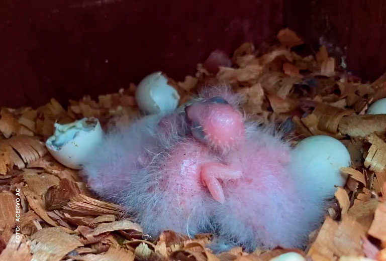 nascimento-cara-suja-serra-das-almas-associacao-caatinga-(4) nascimento-cara-suja-serra-das-almas-associacao-caatinga-(4)