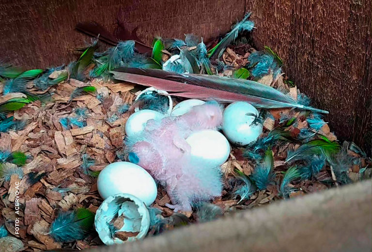 nascimento-cara-suja-serra-das-almas-associacao-caatinga-(5) nascimento-cara-suja-serra-das-almas-associacao-caatinga-(5)