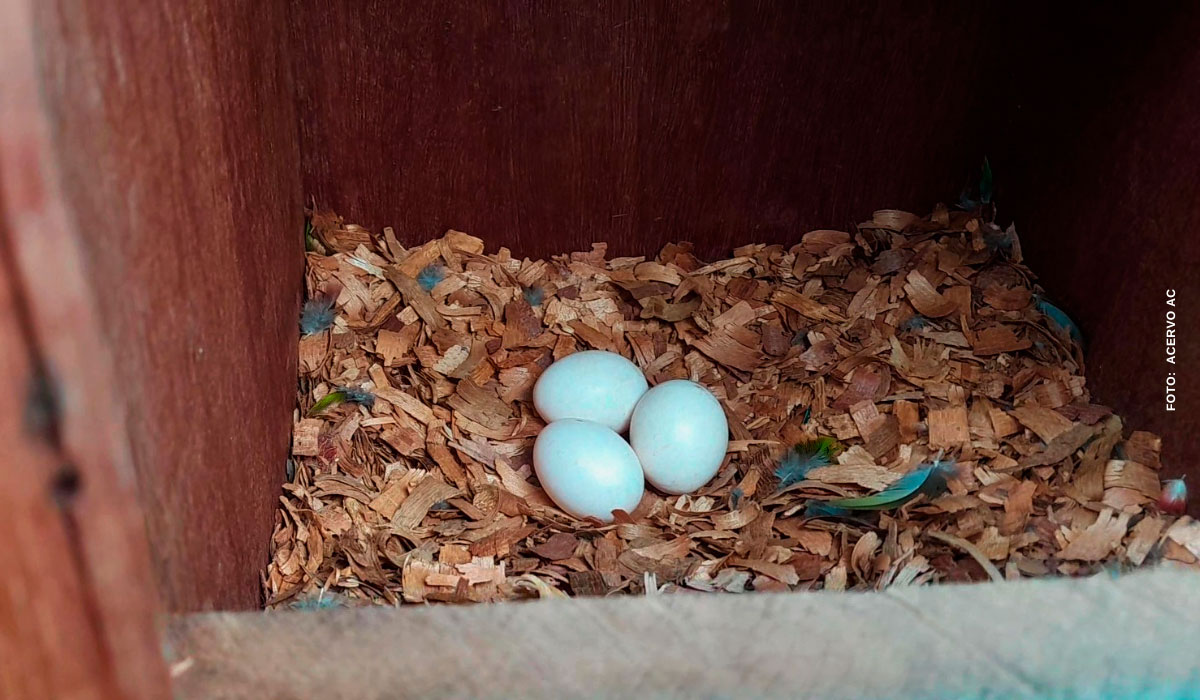 Reserva Natural Serra das Almas comemora primeiro registro de reprodução natural de ave ameaçada de extinção