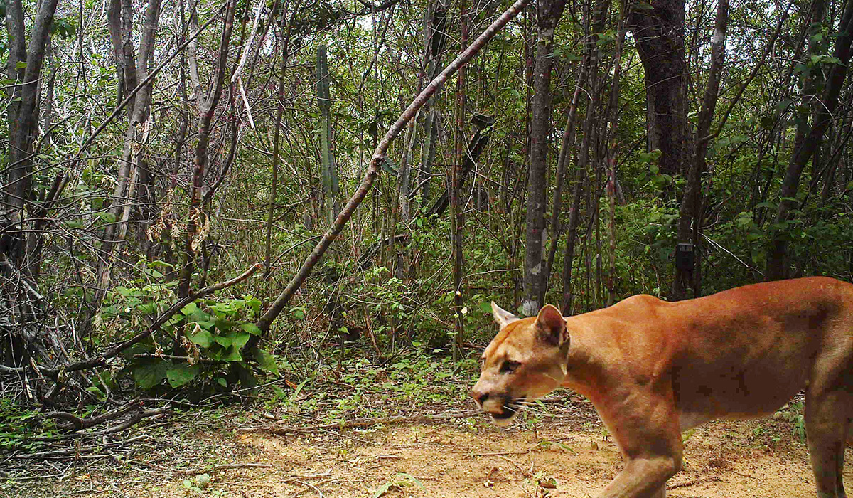 Felinos da Serra das Almas: por que as onças-pardas são tão “fortes”?