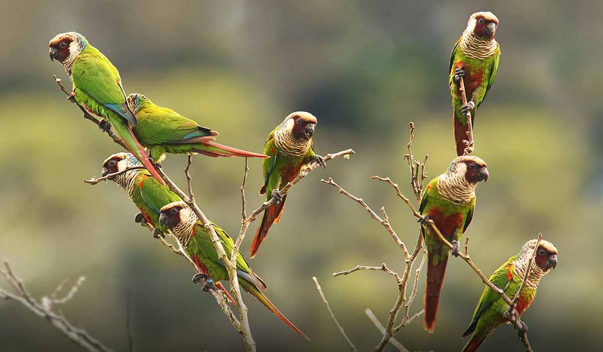 Associação Caatinga participa de censo do periquito-cara-suja na Serra de Baturité (CE)