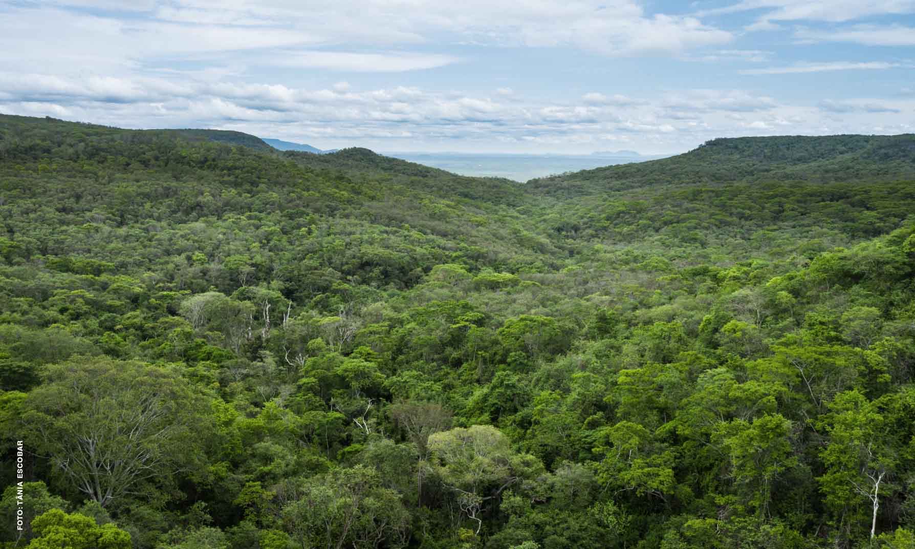 Caatinga : A preservação do único bioma exclusivamente brasileiro e sua importância para o clima nacional