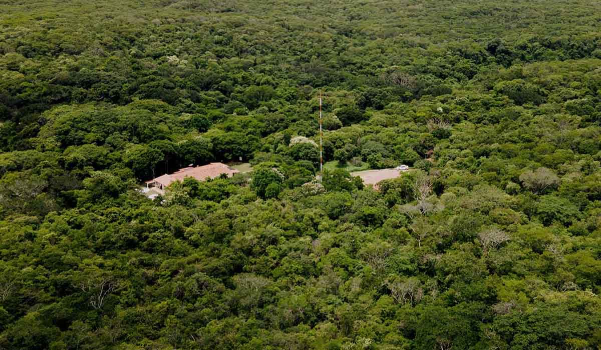 Conheça os Projetos da Associação Caatinga para 2025