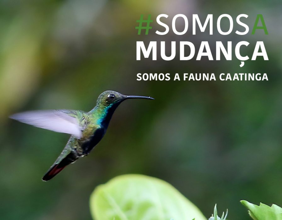 fauna-caatinga