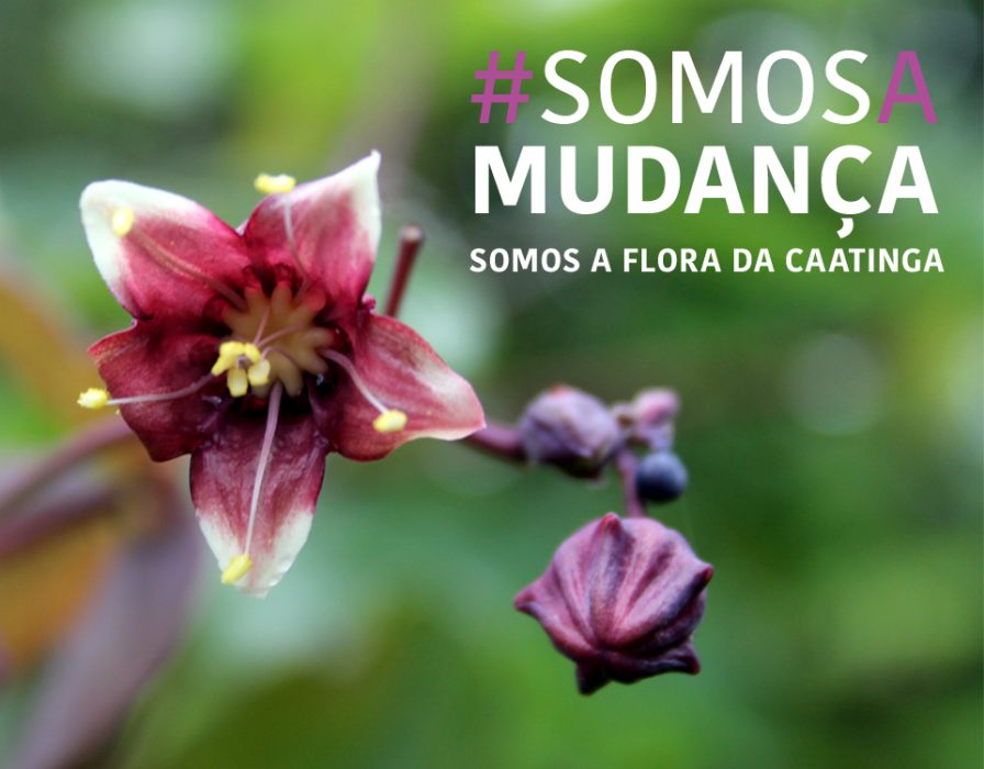 flora-caatinga